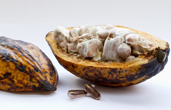 Cocoa Butter Blocks – Theobroma Cacao Seed Butter for Skin Moisturization