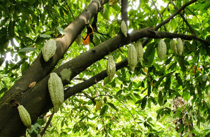 Theobroma Cacao Pods on Tree – Raw Cacao Plant Rich in Antioxidants