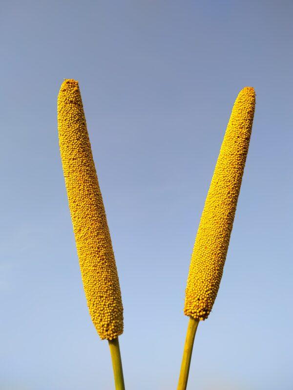 Kambu millet(Pearl millets)- health benefits and negative effects- Photo by DEEP CHAND: https://www.pexels.com/photo/millet-against-blue-sky-5500154/