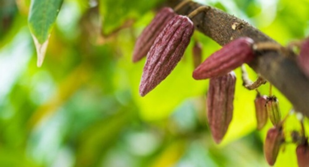 Cacao Powder and Beans – Antioxidant-Rich Theobroma Cacao for Wellness and Skincare