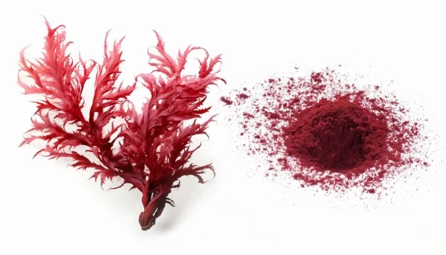 Haematococcus Pluvialis