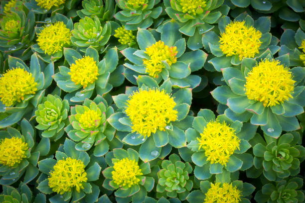 Rhodiola Rosea Benefits