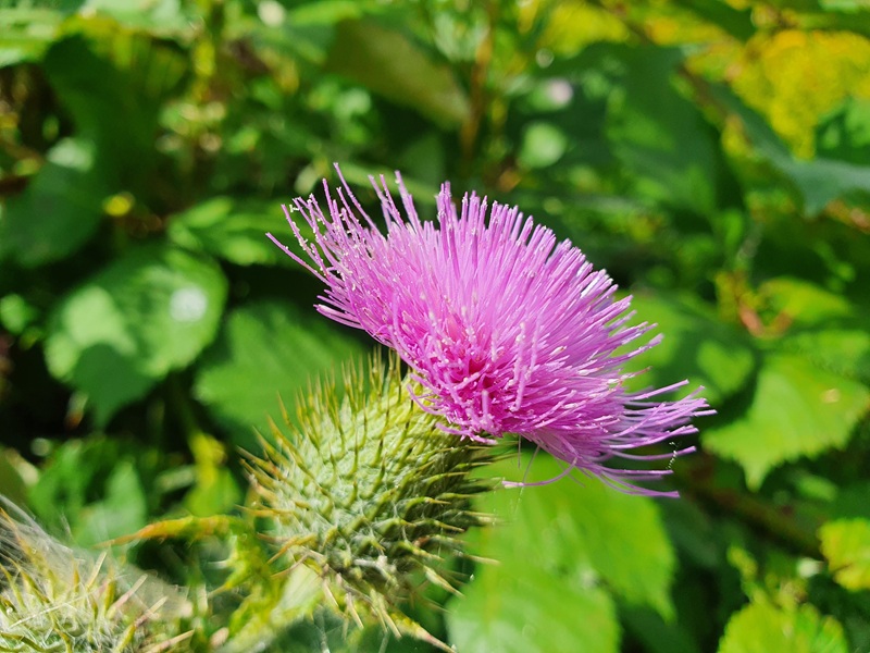 Rhodiola Rosea