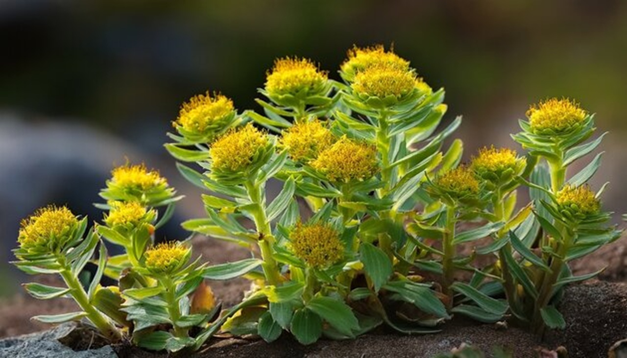 Rhodiola Rosea