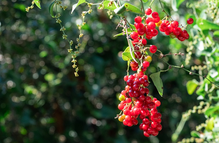 Schisandra Chinensis five-flavor berry benefits and adaptogenic properties